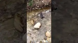 Nem a &aacute;gua gelada lhe mete medo 🥶😅