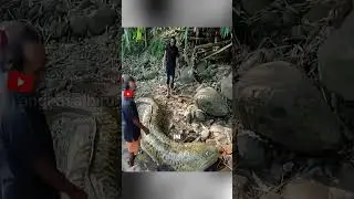 Ikan Legendaris Langka Ini Ditemukan di Sungai! SIDAT! #ikanbesar #langka  #shortsviral