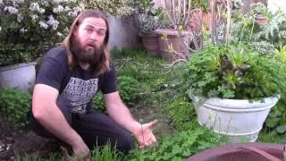 Growing Fresh Greens With No Work *Eat Your Weeds!* - Presented by OneHeartFire