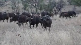 Safari - Hannah Game Lodge in S&uuml;dafrika