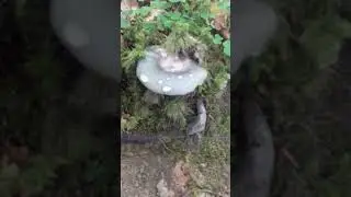 Giessbachf&auml;lle Wanderung Teil 1 Von 2