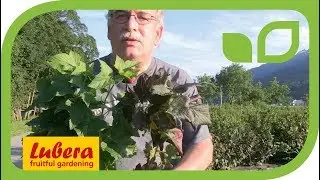 World novelty from Lubera: 'Black and Red' the first red-leaved blackcurrant