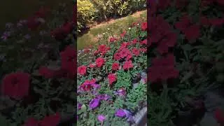 SPRING| SPRING SONG | LIBERTY CHOWK| SPRING FLOWERS | PRESCHOOL LEARNING WITH AROOJ