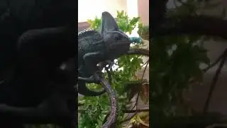 Chameleon eats blue hornworm.