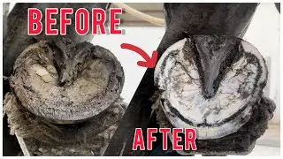 Mastering Hoof Trimming: A Step-by-Step Guide to Perfect Equine Pedicure