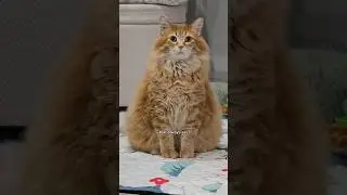 He's just a medium sized guy wearing a big jacket 😂 #cat #cute #catvideos #cutecat #pets #cats