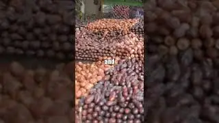 What is SAUDI ARABIA's national fruit? #saudiarabia #fruit