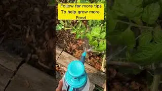 How to Take Care of your Tomatoe Plants! Anti-Fungal DIY Spray! Grow More Food! #diy #bugspray