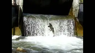 Where to see salmon. Bowmanville salmon ladder, less people than other place.鮑曼維爾三文魚階梯，人比其他地方少。