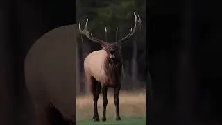 Very Loud Elk Bugle Up Close - Amazing Sound