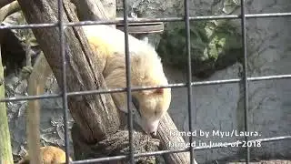 Coati at Olmense Zoo in Olmen