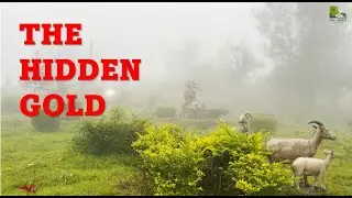The Golden Peak of Kerala | Ponmudi