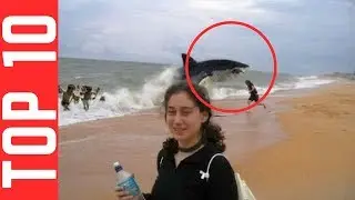 Top 10 Photos Taken at the Exact Right Moment   Part 1