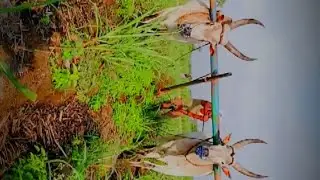 Traditional Farming #villagelife #farming #shorts #tamil #trending #village