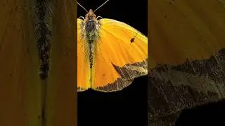 Butterfly Wing in Super Zoom 🔍 #macrophotography #macro #zoom