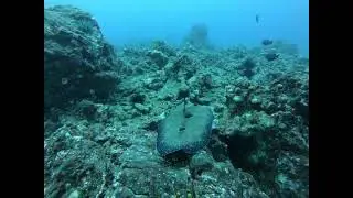 Funny Flounder