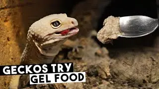 А они это съедят?! Гекконы пробуют гелевую диету InsectiGold!