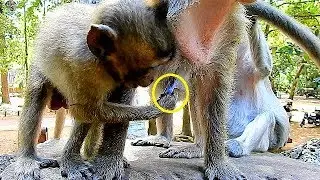 Oh God , Poor Young monkey Donny catch milk mom Dana cos very hungry milk | Donny try to got milk |