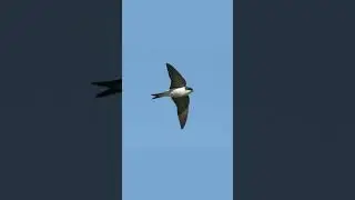 Window Swallow (Sound)_[Rainbow Birds Channel]