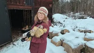❄️ Winter im Wald 🇸🇪