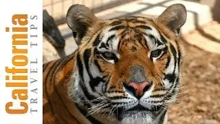 Forever Wild Animal Sanctuary | Mojave Desert Travel Guide | California Travel Tips