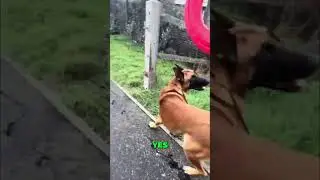 Dog Off-Leash Freedom! Watch Warm-Up Exercises Before Amazing Field Fun #shorts