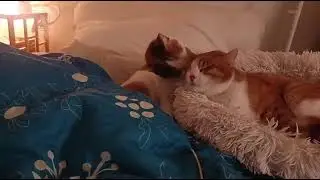 Mika und Neko