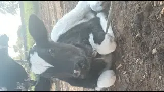 dairy farm daily work 🐄👩&zwj;🌾