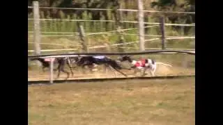 Masters whippet 17.8.2013