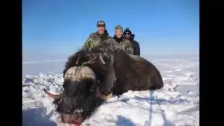 Alaska Muskox Hunt - 2 Big Bulls Down 2017