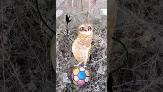 Football par Owl 🦉 dance mill gya #comedy #funny #short #shortsfeed #cutebaby #trending #reel
