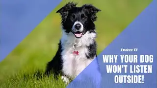 Why Your Dog Doesn&rsquo;t Listen Outside |Awokenk9.com