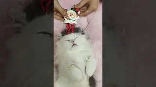 ASMR Cat Spa No Talking   Intense Ear Cleaning, Face Massage & Paw Wash Triggers 4K (E16)