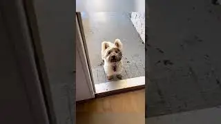 #dog #dogsofinstagram #dogstagram #doglover #doglovers #dogsofinsta #dogsofig #doggo #doglove #dance