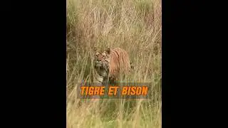 Un tigre attaque une vache, avec un r&eacute;sultat surprenant #animaux #animal