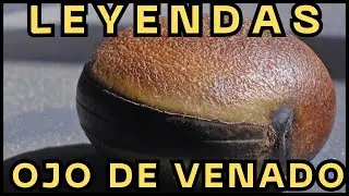 🔴LEYENDA: OJO DE VENADO 🦌 🇲🇽 #leyendas #leyenda #ojodevenado