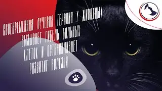 Своевременная лучевая терапия у животных останавливает развитие болезни