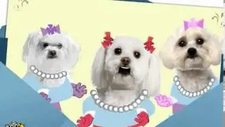 Singing Maltese Wish Happy Birthday