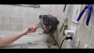 Difficult Doggie Groom, Shih-Tzu Senior dog breed, Fidgety with feet, very resistant with face
