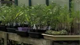 Starting Your Own Garden