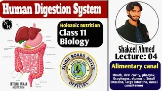 Chapter 11 Holozoic Nutrition / Human digestion System/ Class 11 / STB Shakeel Ahmed