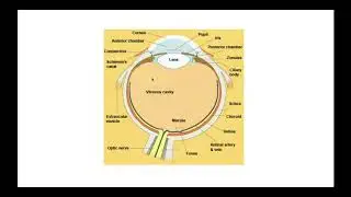 Retinal Vacular Disease