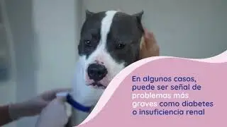 &iquest;Tu perro tiene mal aliento? 🐶💨