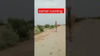 unbelievable camel racing desert #shortsfeed #short #shortclip #shorts #camels #desertrace