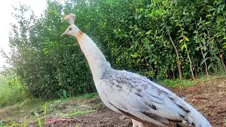 female peacock sound, peahen morni ki awaz