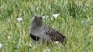 Backyard wildlife closeup ~ Juvenile Northern Flicker