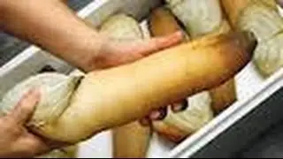 Geoduck - california seafood - World cuisine - Catching and processing Geoduck  Seafood world famous