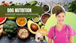Boost Your Dog's Health with Vitamins & Minerals!