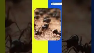 Smart Swarms Revolutionizing Robotics with Adaptive Time Delay Strategy