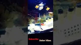 Titanic ship in Tank 😮🤩❤️ #shorts